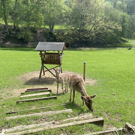 Ferienhaus Rehblick Rockeskyll Kültér fotó
